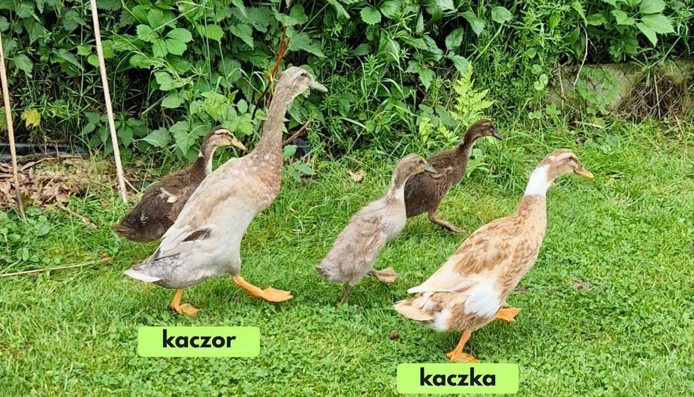 biegusy podczas pierzenia
