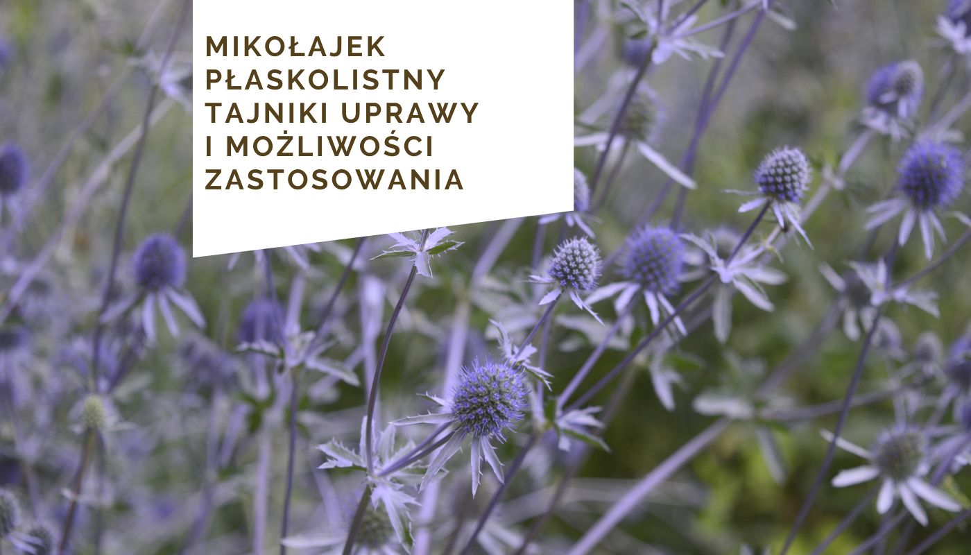 Mikołajek Płaskolistny - tajniki uprawy