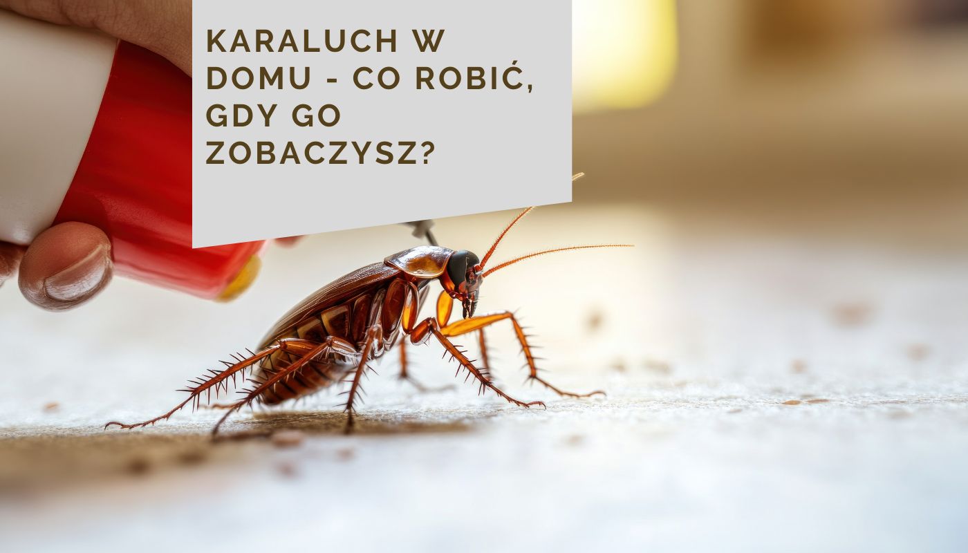 Karaluch w domu - co robić, gdy go zobaczysz?