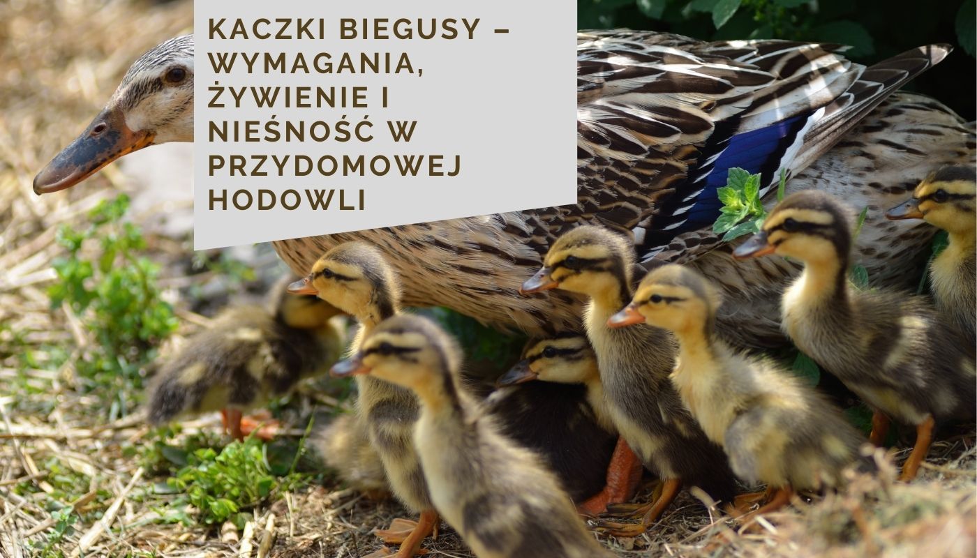 Kaczki biegusy –Kaczki biegusy – wymagania, żywienie i nieśność w przydomowej hodowli